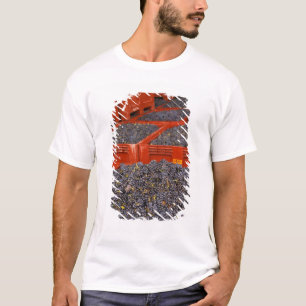 Gamay-Trauben unmittelbar nach der Ernte im T-Shirt
