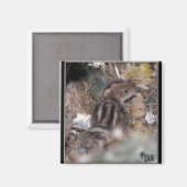 Gambel-Quail-Baby Magnet (Vorderseite/Rückseite)