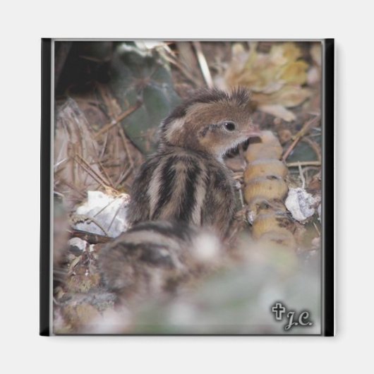 Gambel-Quail-Baby Magnet (Vorne)