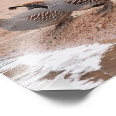 Gambel-Quail von Männern und Frauen Fotodruck (Ecke)