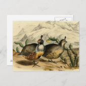 Gambels Partridge Postkarte (Vorne/Hinten)