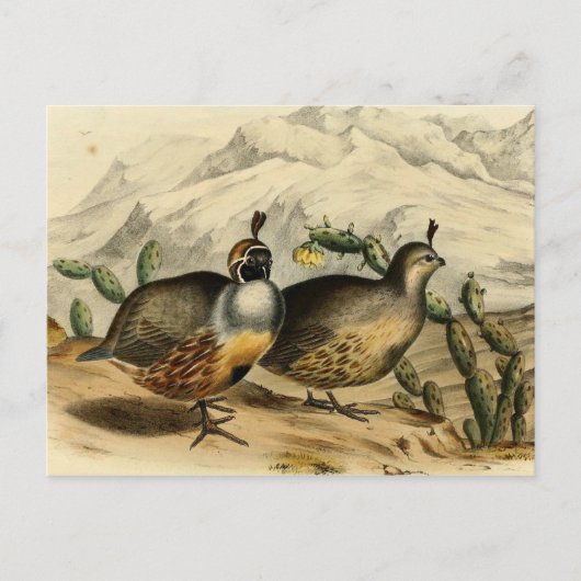 Gambels Partridge Postkarte (Vorderseite)