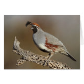 Gambels Quail (Vorderseite (Horizontal))