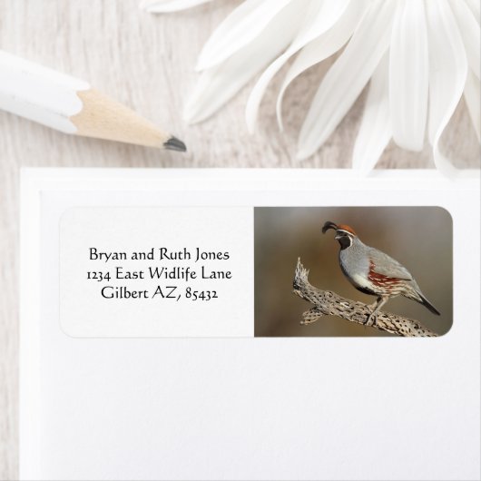 Gambels Quail (Insitu)