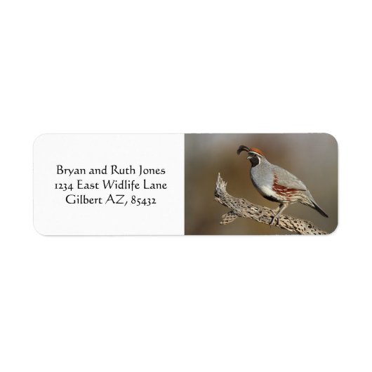 Gambels Quail (Vorne)