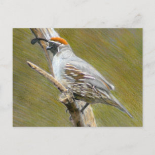 Gambel's Quail Fine Art Naturkarte Postkarte