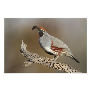 Gambels Quail Fotodruck