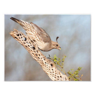 Gambels Quail Fotodruck