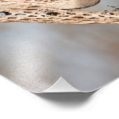 Gambels Quail Fotodruck (Ecke)