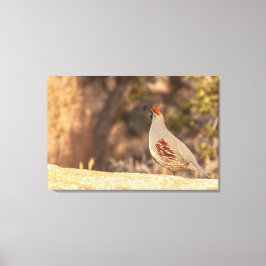 Gambels Quail Leinwanddruck