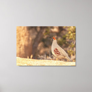 Gambels Quail Leinwanddruck