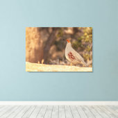 Gambels Quail Leinwanddruck (Insitu (Holzboden))
