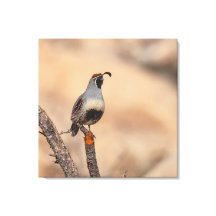Gambels Quail