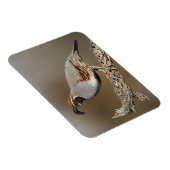 Gambels Quail Magnet (Rechte Seite)