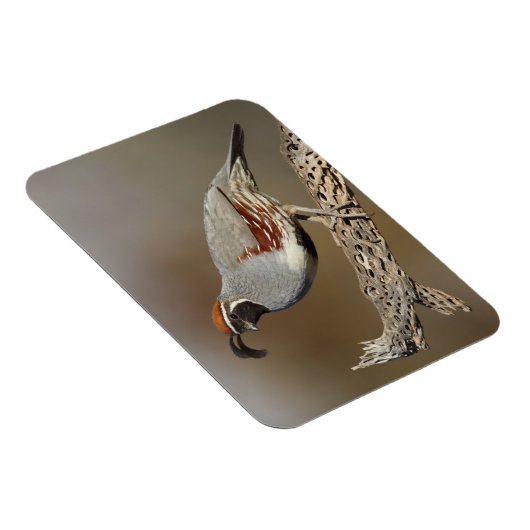 Gambels Quail Magnet (Rechte Seite)