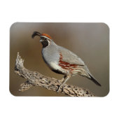 Gambels Quail Magnet (Horizontal)