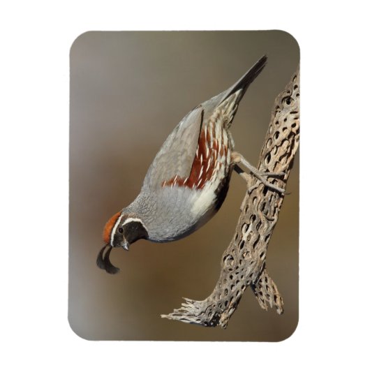 Gambels Quail Magnet (Vertikal)