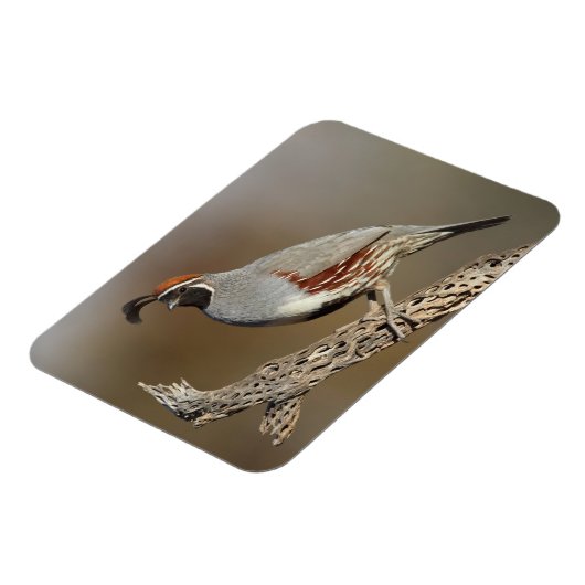 Gambels Quail Magnet (Linke Seite)