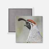Gambels Quail Magnet (Vorderseite/Rückseite)
