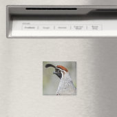 Gambels Quail Magnet (In Situ (Geschirrspüler))