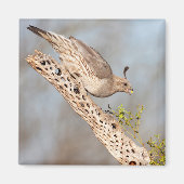 Gambels Quail Magnet (Vorne)