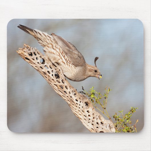 Gambels Quail Mousepad (Vorne)