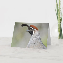 Gambel's Quail Notecard Karte