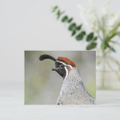 Gambels Quail Postkarte (Stehend Vorderseite)
