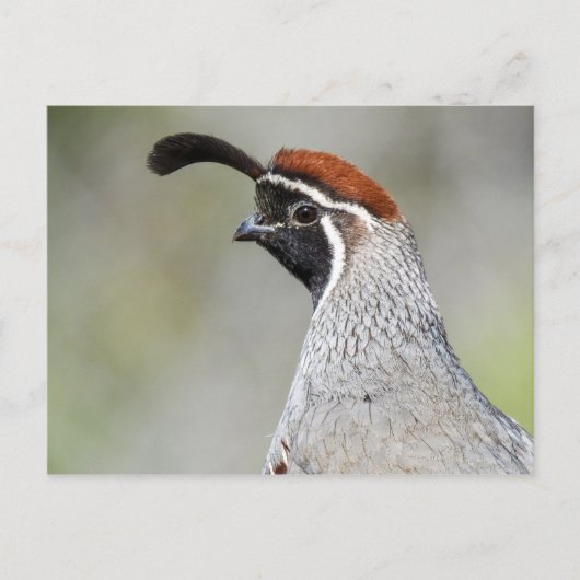 Gambels Quail Postkarte (Vorderseite)