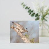 Gambels Quail Postkarte (Stehend Vorderseite)