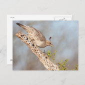 Gambels Quail Postkarte (Vorne/Hinten)