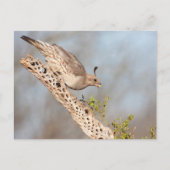 Gambels Quail Postkarte (Vorderseite)