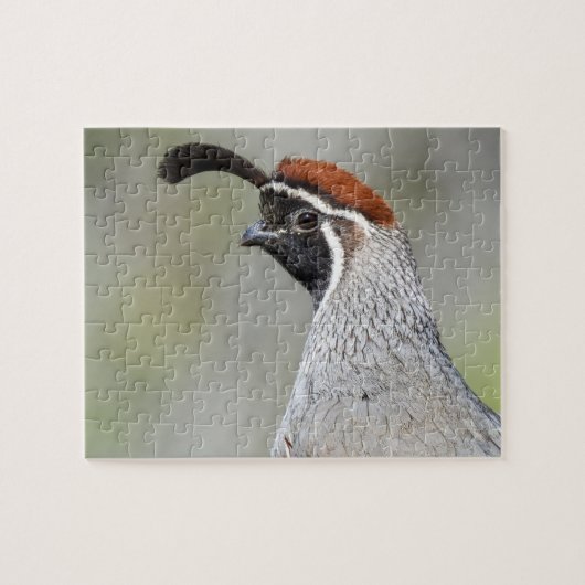 Gambels Quail-Puzzle Puzzle (Horizontal)