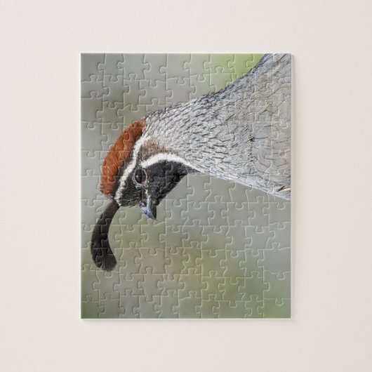Gambels Quail-Puzzle Puzzle (Vertikal)