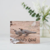 Gambel's Quail trinken Postkarte (Stehend Vorderseite)