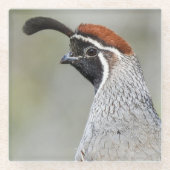 Gambels Quail-Untersetzer Glasuntersetzer (Vorderseite)