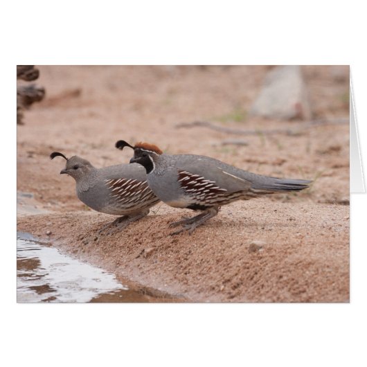 Gambels Quail von Männern und Frauen (Vorderseite (Horizontal))