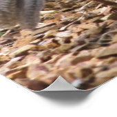 Gambels Schwanz mit Küken Poster (Ecke)