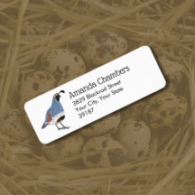Gambels Wachtel Vogelillustration