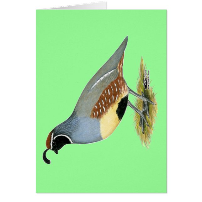 Gambels Wüstenquail (Vorne)