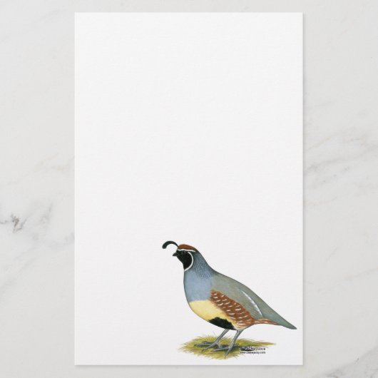 Gambels Wüstenquail (Vorderseite)