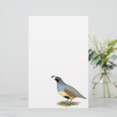 Gambels Wüstenquail (Stehend Vorderseite)