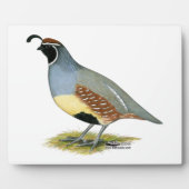 Gambels Wüstenquail Fotoplatte (Vorderseite)