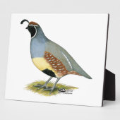 Gambels Wüstenquail Fotoplatte (Seite)