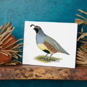 Gambels Wüstenquail Fotoplatte (Seite)