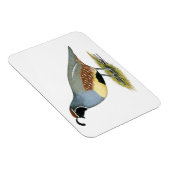 Gambels Wüstenquail Magnet (Rechte Seite)