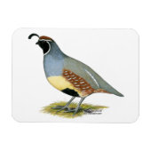 Gambels Wüstenquail Magnet (Horizontal)