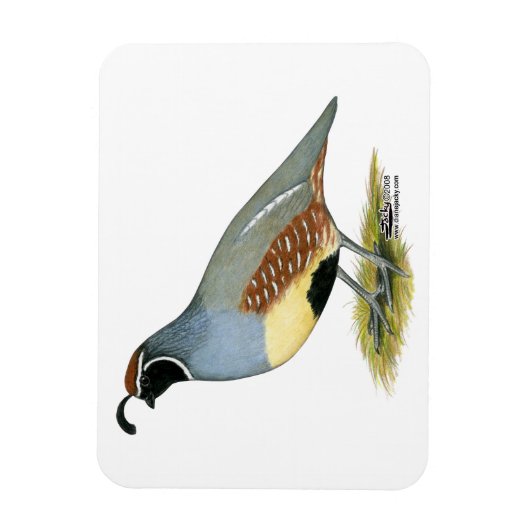 Gambels Wüstenquail Magnet (Vertikal)