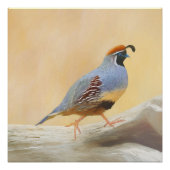 Gambrel's Quail Painting Original Bird Art Poster (Vorderseite)
