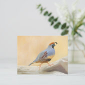 Gambrel's Quail Painting Original Bird Art Postkarte (Stehend Vorderseite)